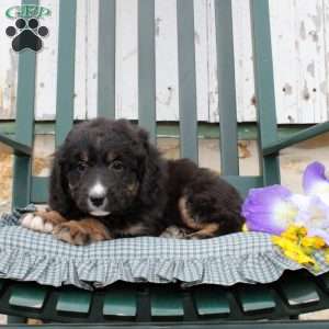 Charlette, Bernedoodle Puppy